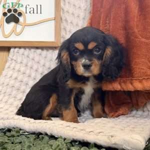 Ace, Cavalier King Charles Spaniel Puppy